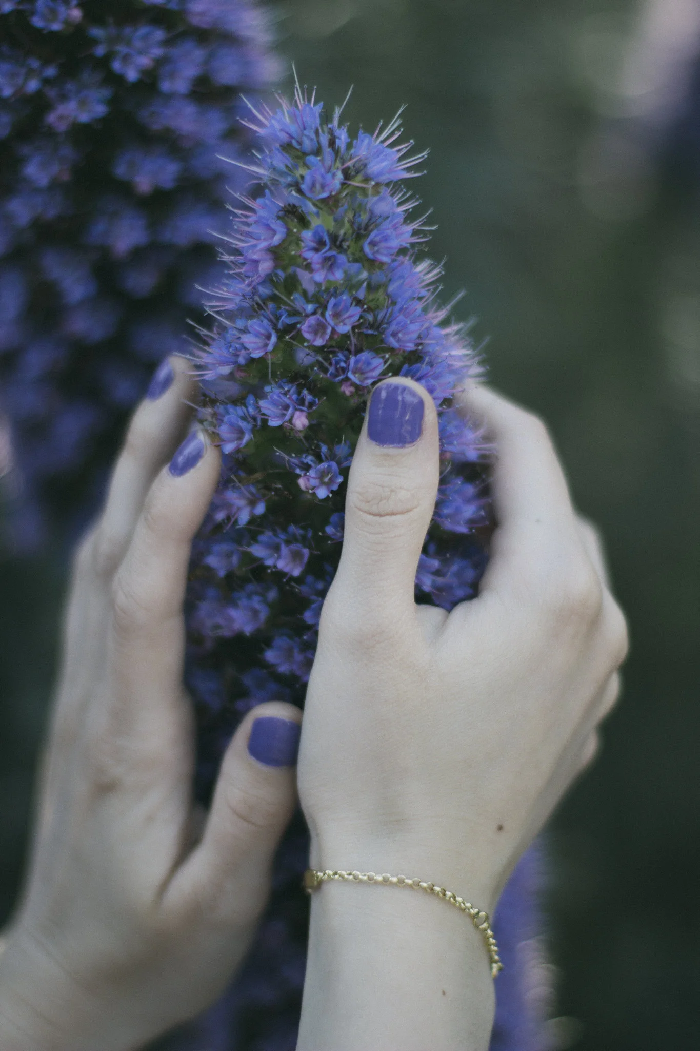 Hands holding a purple flower
